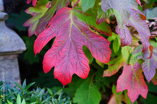 Colorful leaves of oakleaf hydrangea (hortensia quercifolia) in the fall photo