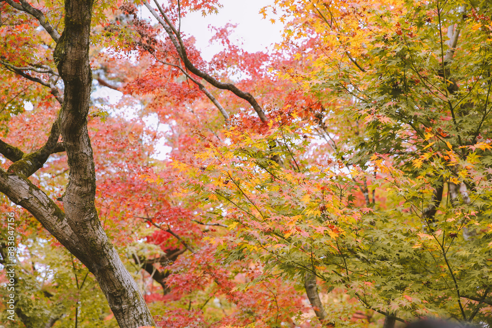 Autumn leaves at Eikando Zenrinji, Kyoto, Japan Autumn leaves at Eikando Zenrinji, Kyoto, Japan