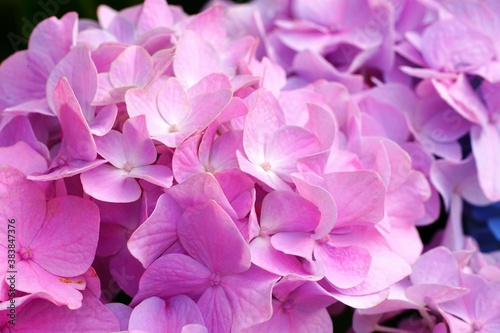 Pink heads of hydrangea flowers © eqroy