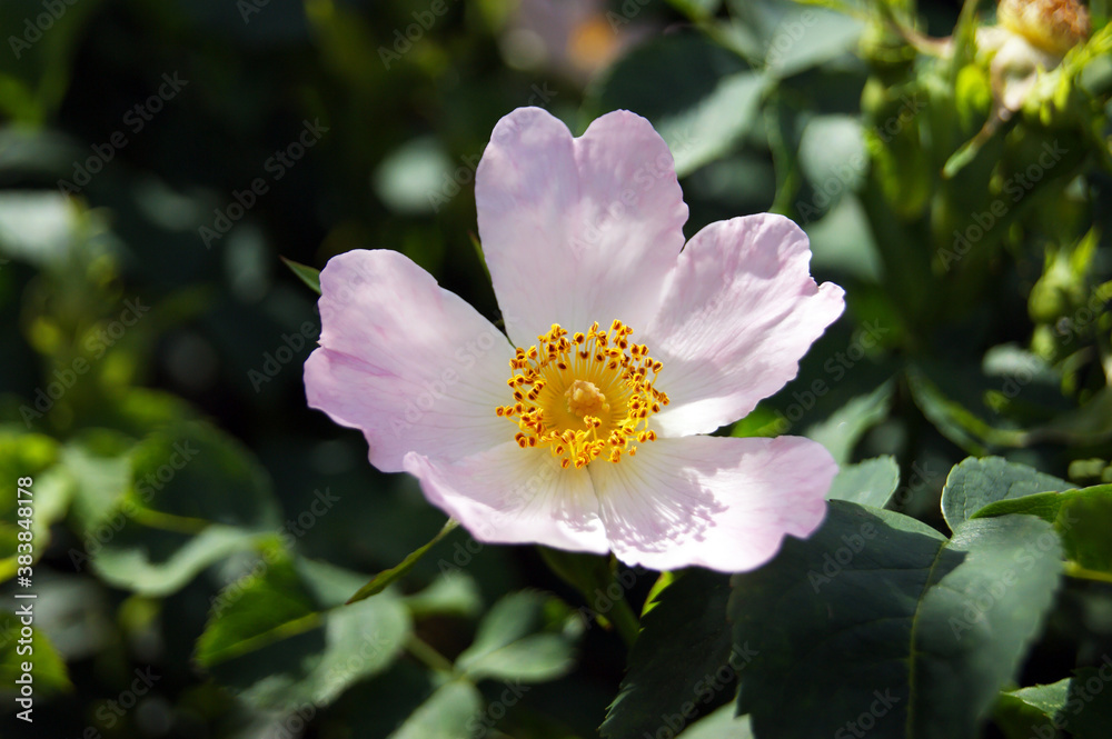 Tander jasmine flower with 5 petals. Tander jasmine flower with 5 petals.
