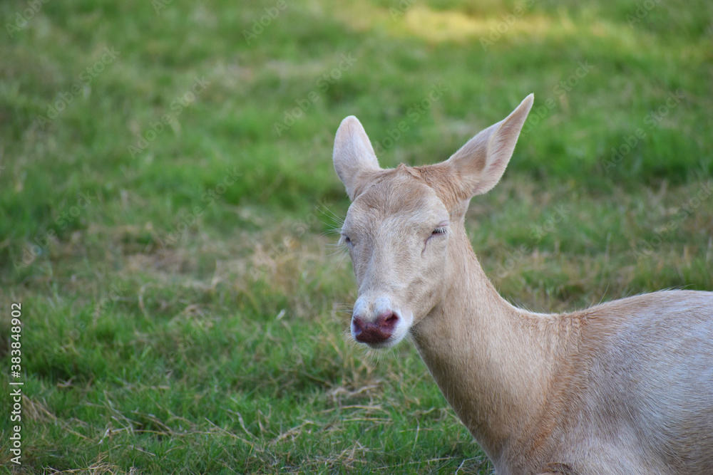 Beautiful Portrait of a white deer in zoo