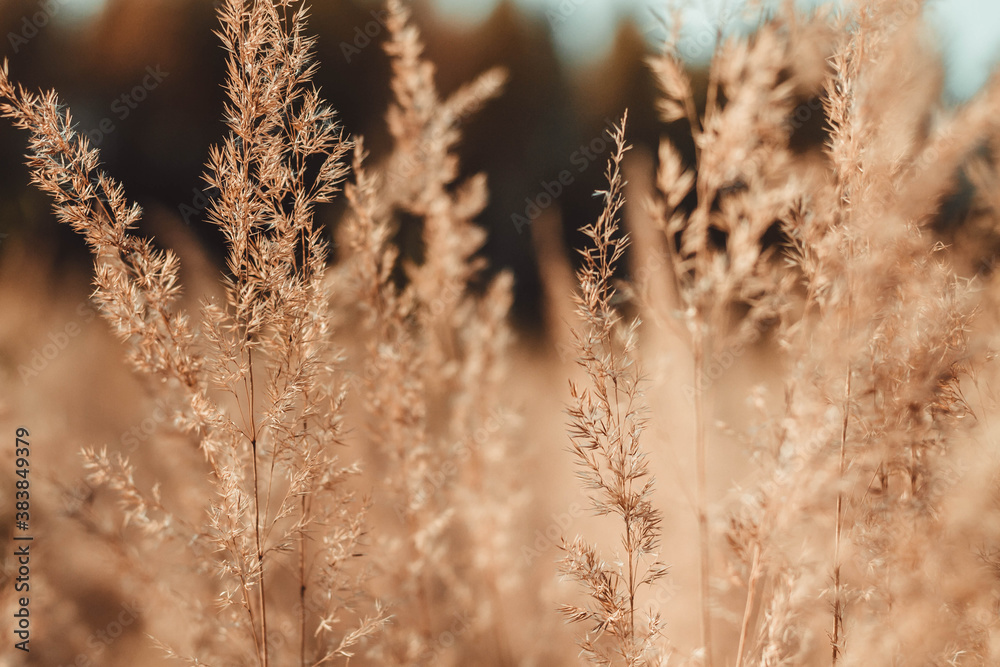 Obraz premium Beautiful Sunny autumn background of grass, leaves, spikelets of dried grass on a meadow in autumn.