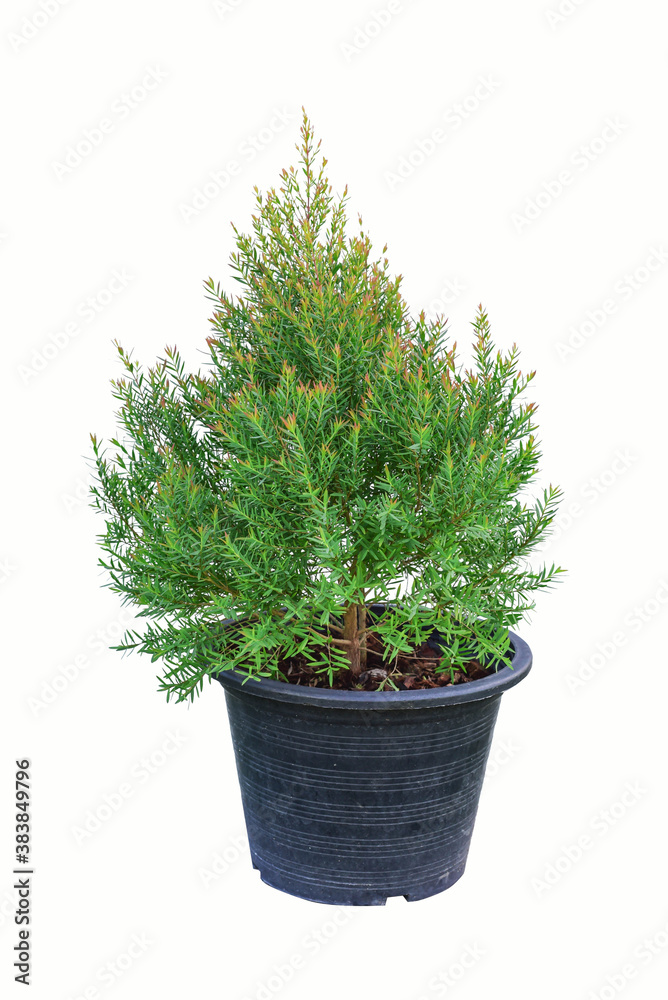 christmas tree isolated on white christmas tree isolated on white