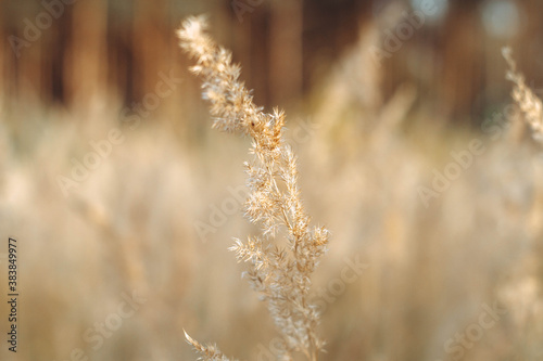 Beautiful Sunny autumn background of grass, leaves, spikelets of dried grass on a meadow in autumn.