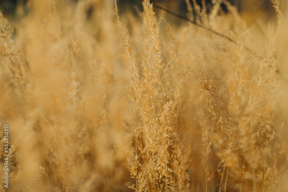 Obraz premium Nature turns yellow, fades with the onset of cold. Beautiful autumn background in beige tones, from the ears of grass.