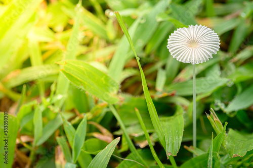 close up a small mushroom on grass land in Rainy season at Thailnd. Little Japanese Umbrella Toadstool (coprinus plicatilis), also called the Pleated Inkcap (parasola plicatilis), photo