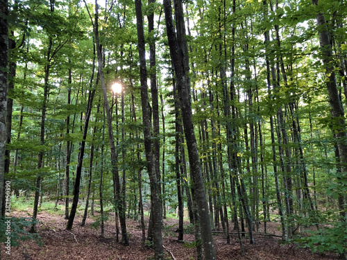 View of the sky and the sun's rays through the treetops in the Ucka Nature Park, Croatia / Pogled prema nebu i sunčevim zrakama kroz krošnje drveća u parku prirode Učka, Hrvatska photo