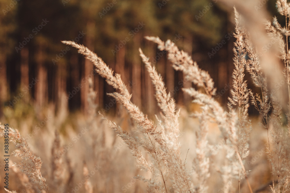 Bright ears of grass withered in autumn. Nature turns yellow, fades with the onset of cold. Bright ears of grass withered in autumn. Nature turns yellow, fades with the onset of cold.
