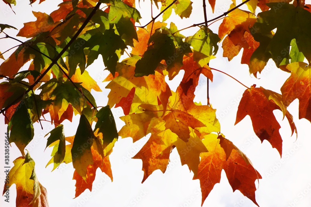 Fototapeta premium Colourful Autumn Leaves.