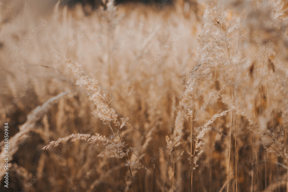 Beige spikelets of dried grass in autumn in the field. Beige spikelets of dried grass in autumn in the field.