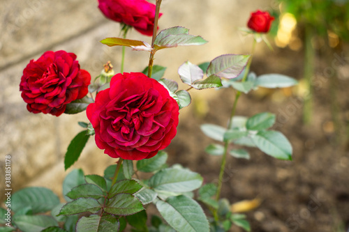 Fototapeta Naklejka Na Ścianę i Meble -  Beautiful red rose in the garden