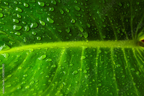 Leaf background with water droplets