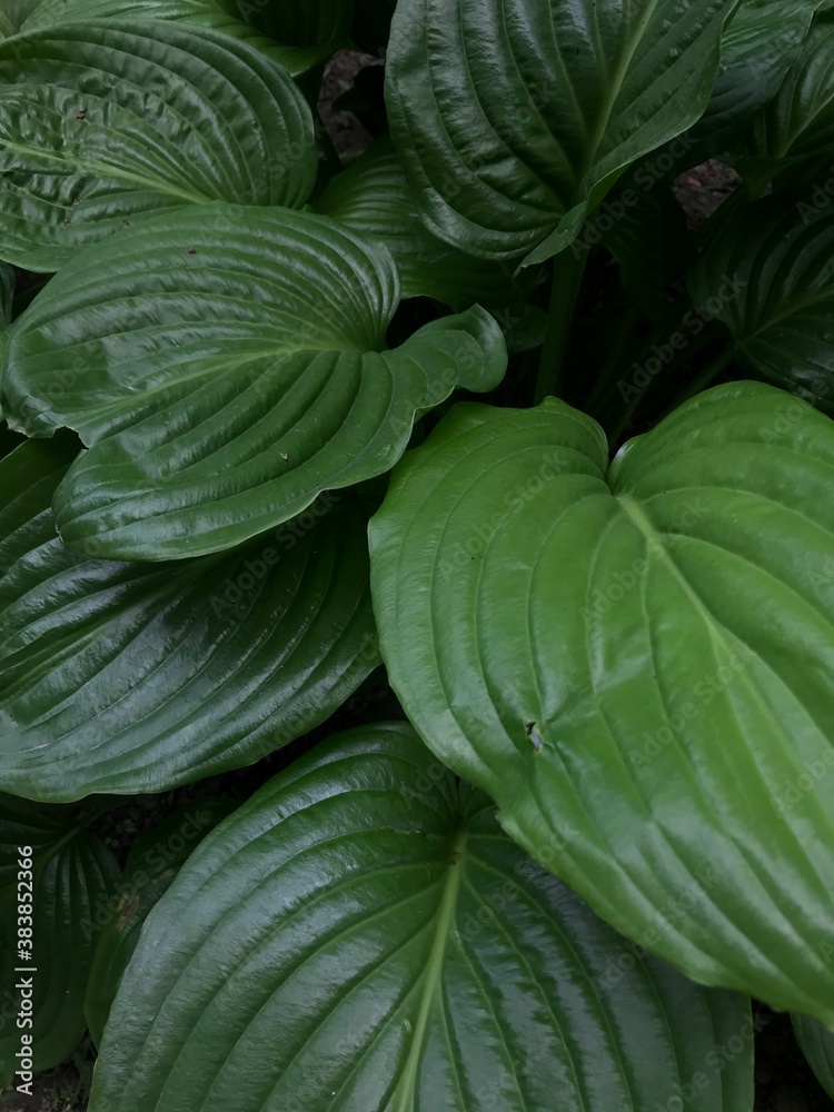 Fototapeta premium leaves background