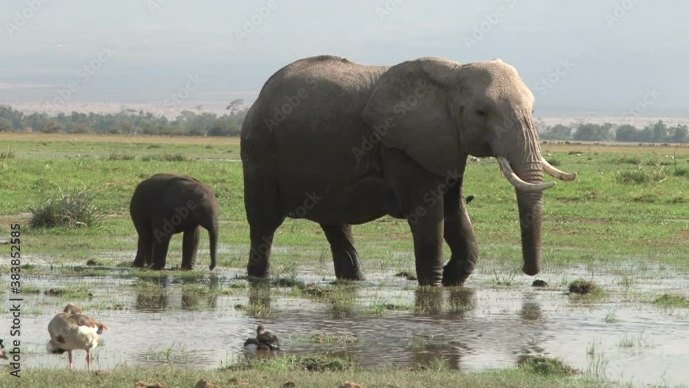 elephant mother and baby in swamp elephant mother and baby in swamp