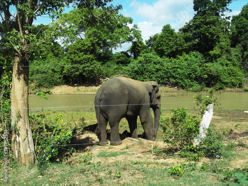 Elephant in the wild