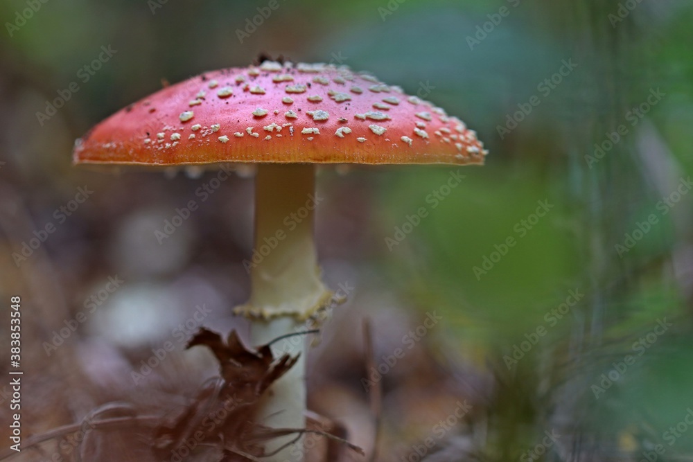 Fototapeta premium Fliegenpilz (Amanita muscaria).