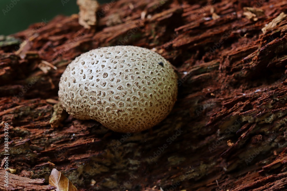 Dickschaliger Kartoffelbovist (Scleroderma citrinum) Dickschaliger Kartoffelbovist (Scleroderma citrinum)