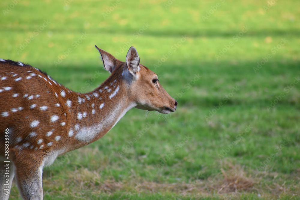 female spotted deer or chital deer, Close up portrait of a female spotted deer female spotted deer or chital deer, Close up portrait of a female spotted deer