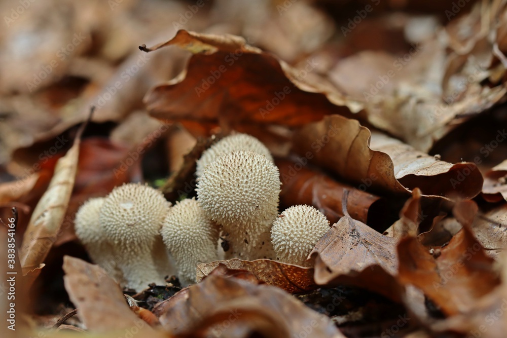 Flaschen-Stäublinge (Lycoperdon perlatum).