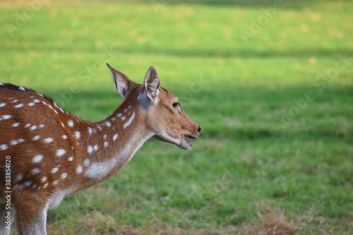 Obraz na plátně female spotted deer or chital deer, Close up portrait of a female spotted deer