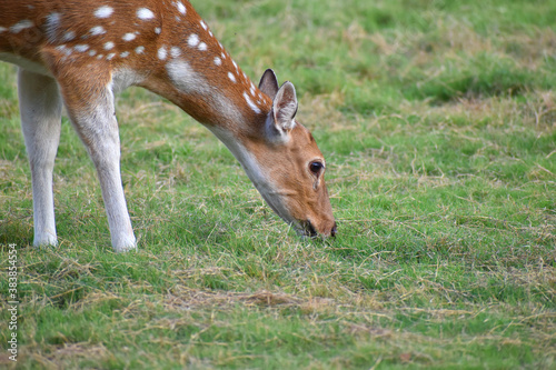Fotografie female spotted deer or chital deer, Close up portrait of a female spotted deer