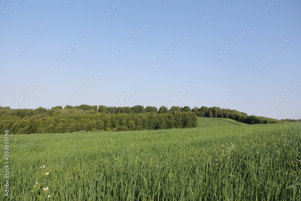 Fototapeta premium Grassland