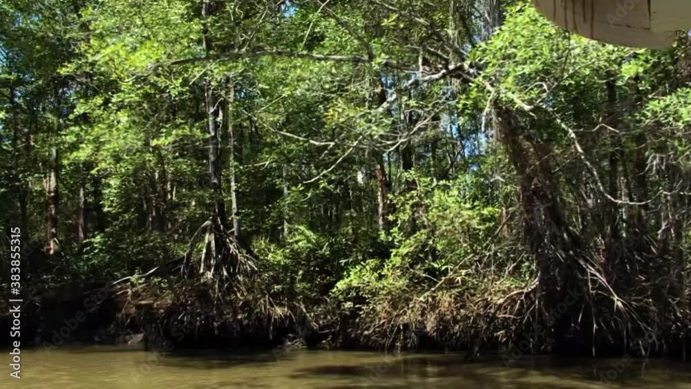 Mangrove trees by the Tarcoles river bank in Costa Rica. Mangrove trees by the Tarcoles river bank in Costa Rica.