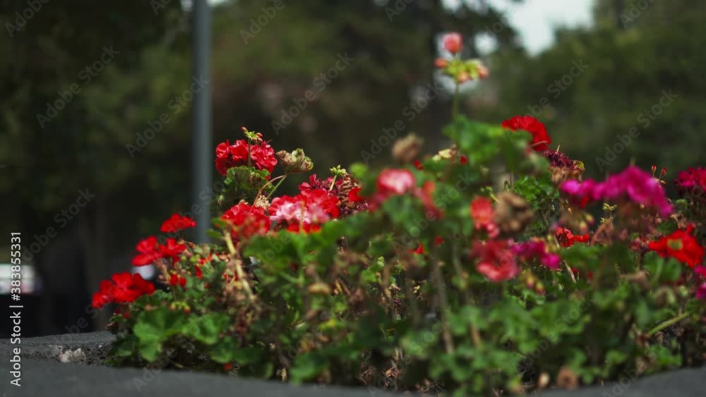 Red Flowers Bush On a Planter with Blurry Trees as Background Red Flowers Bush On a Planter with Blurry Trees as Background