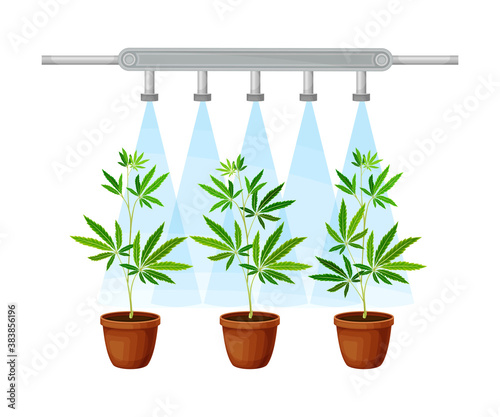 Hemp Seedling Growing in Ceramic Pots Under Grow Lamp Vector Illustration