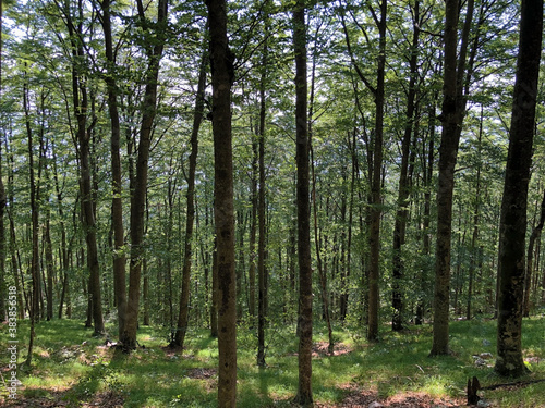 Trees and vegetation in a mixed forest in the area of the Ucka Nature Park, Croatia / Drveće i raslinje u mješovitoj šumi na području parka prirode Učka, Hrvatska photo