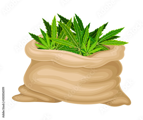 Green Hemp or Cannabis Sativa Leaf in Sack Vector Illustration