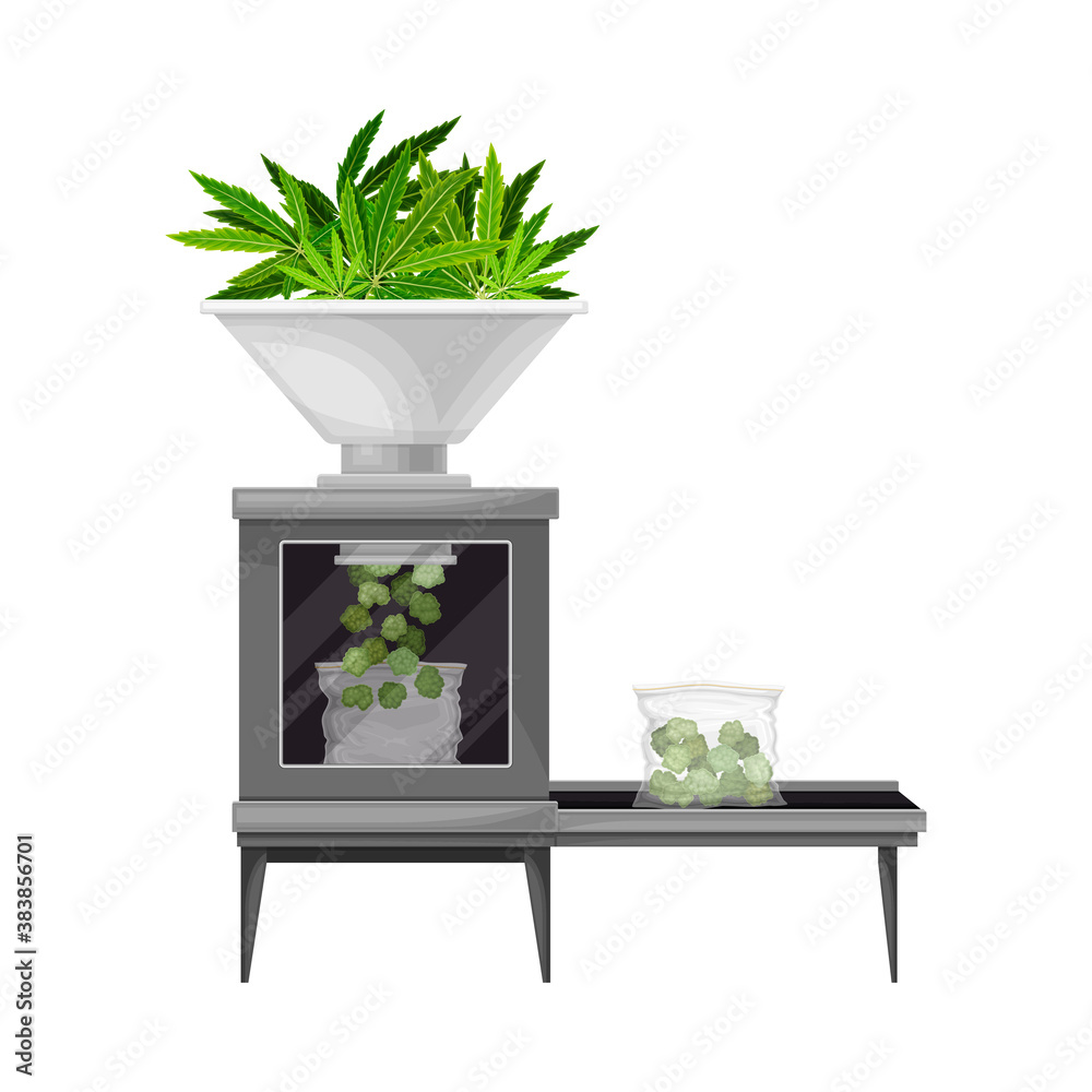 custom made wallpaper toronto digitalGreen Hemp or Cannabis Sativa Leaf Processing on Conveyor Vector Illustration