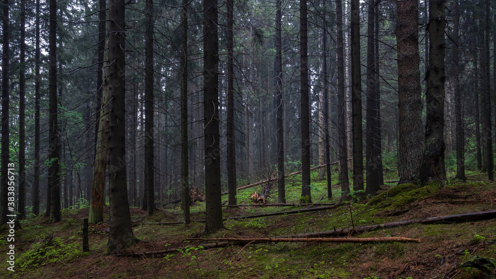 Fototapeta premium Dark gloomy dense evening forest in summer