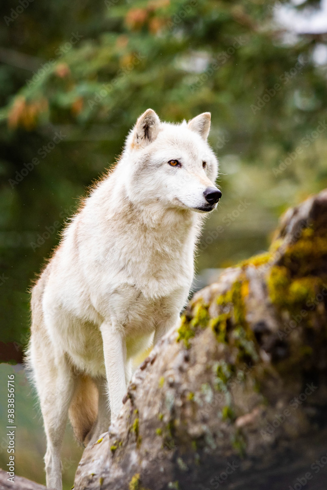 Alaskan white wild wolf portrait close up tribe leader Alaskan white wild wolf portrait close up tribe leader