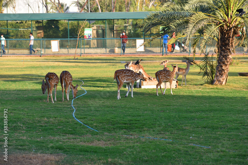 group of spotted deer or chital deer in a zoo photo