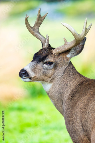 Photography Alaska male sitka black-tailed deer close up portrait