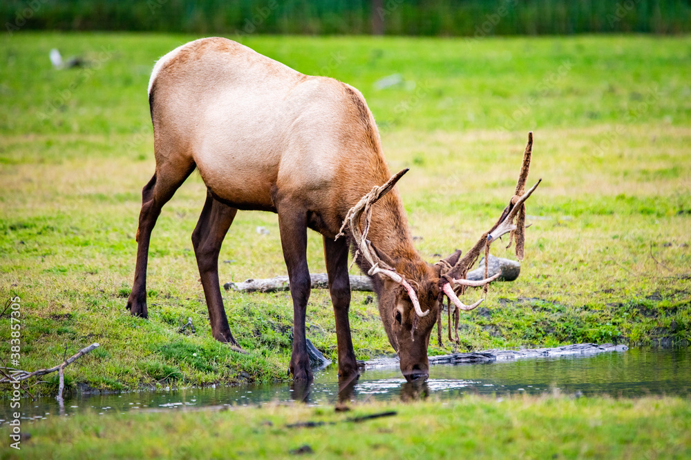 Male bull elk drinking water in Alaska national park close up
