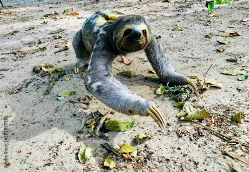 Sloth on the ground
This was an amazing opportunity to hold him in my hands. 
Very beautiful animal!

