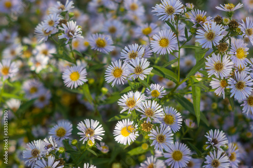 field of daisies in macro photography