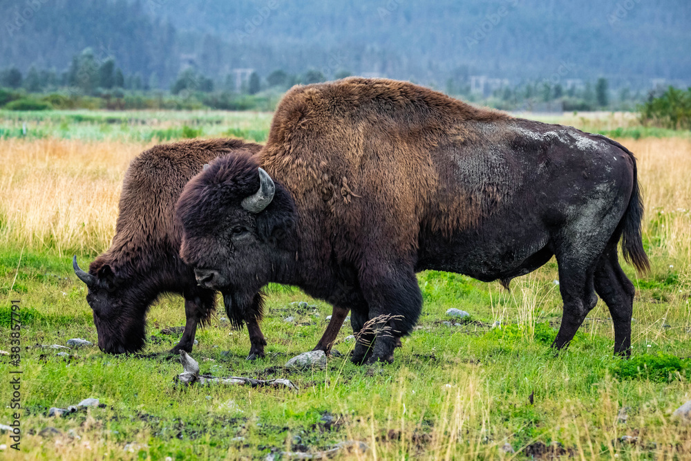 Wild wood bison portrait in Alaska national park Wild wood bison portrait in Alaska national park
