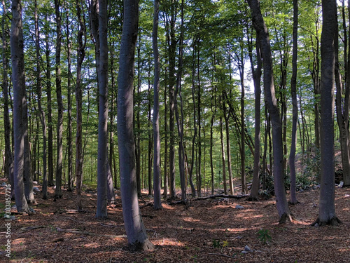 Trees and vegetation in a mixed forest in the area of the Ucka Nature Park, Croatia / Drveće i raslinje u mješovitoj šumi na području parka prirode Učka, Hrvatska photo