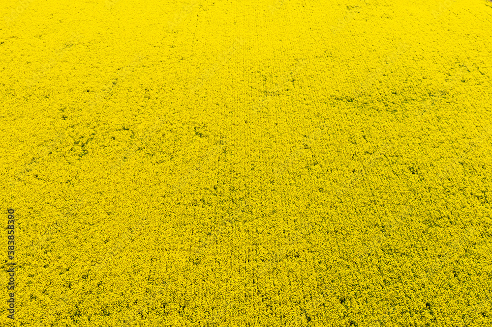 View of blooming rapeseed field View of blooming rapeseed field