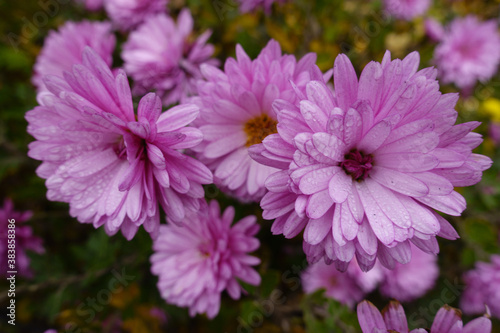Bright pink flowers of Chrysanthemums with droplets of water in mid November