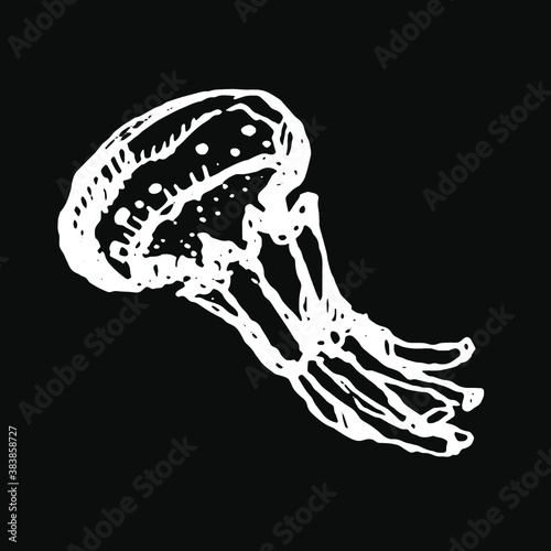 Thin jellyfish