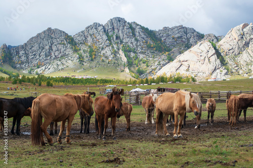 horses in the mountains © Uuganbayar