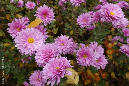 Flowers of pink Chrysanthemums with droplets of water in mid November