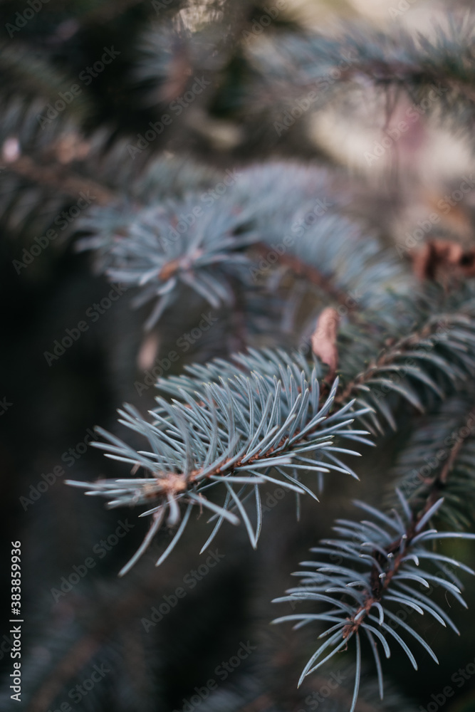 New year background on the desktop with a blue spruce. Evergreen coniferous tree, prickly branches with needles. Branches of natural blue spruce close-up.