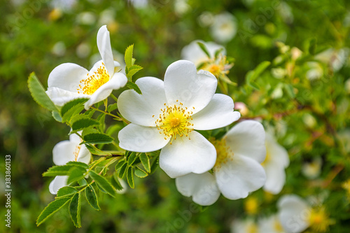 A wild rose  Rosa canina   white flowers at a close up view.