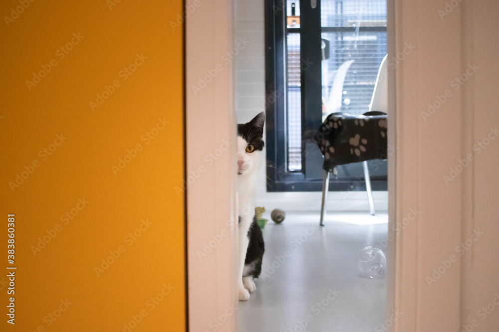 Rescue cat patiently waits in a no-kill animal shelter for visitors to come and adopt him Rescue cat patiently waits in a no-kill animal shelter for visitors to come and adopt him