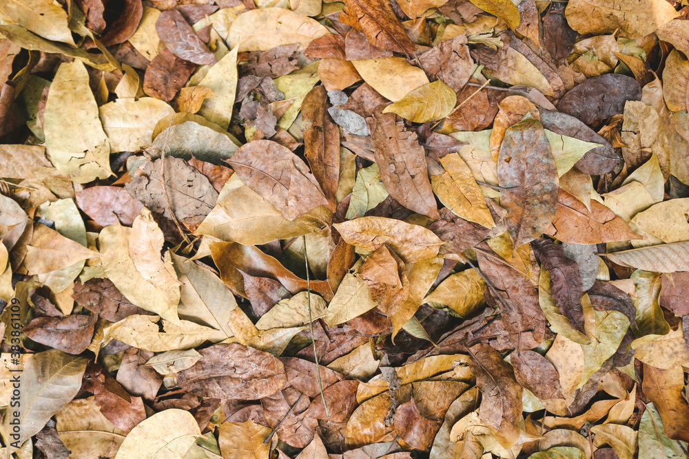 Obraz premium Colourful brown autumn fallen leaves on brown forest soil background